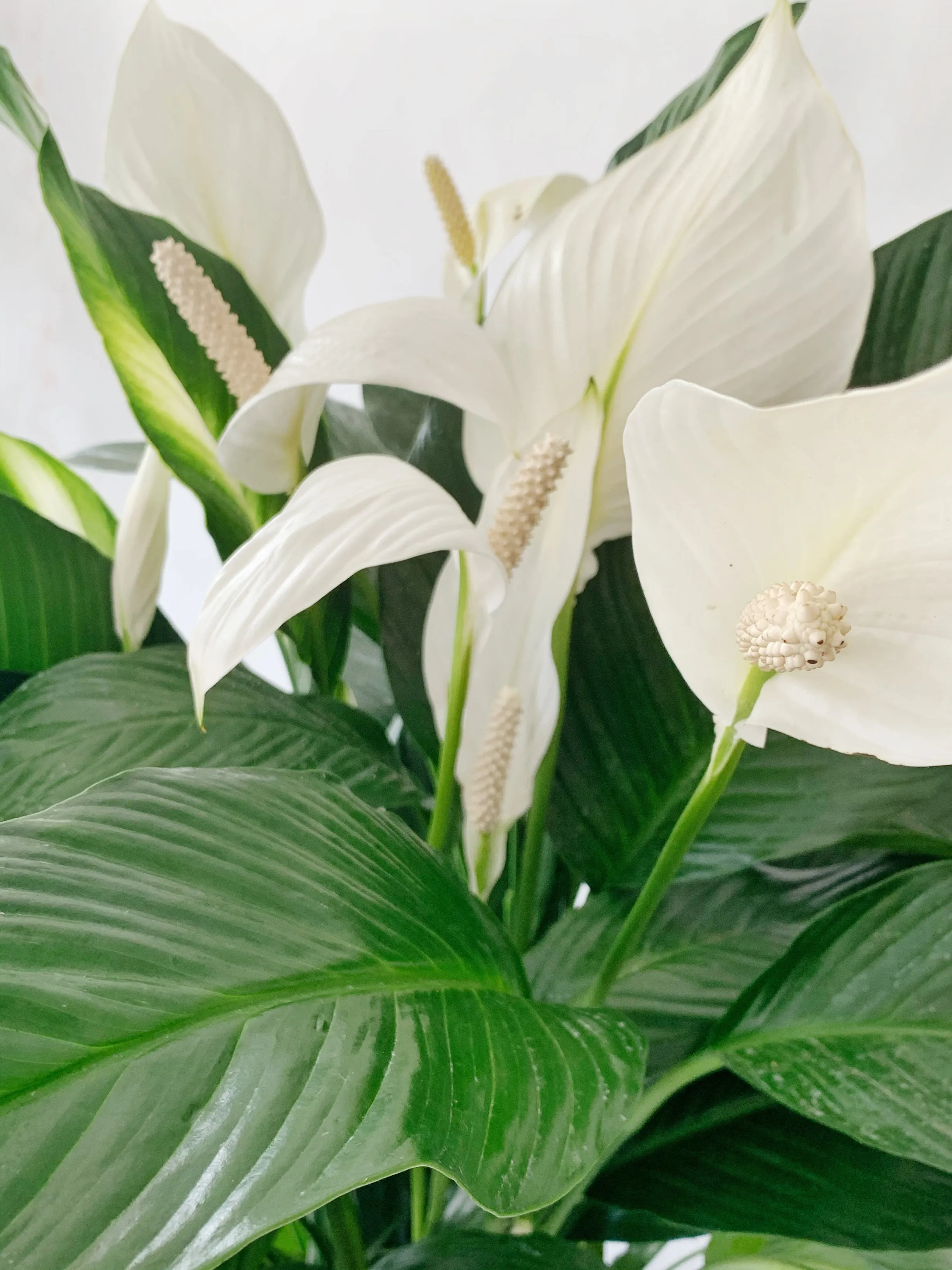 Peace Lily