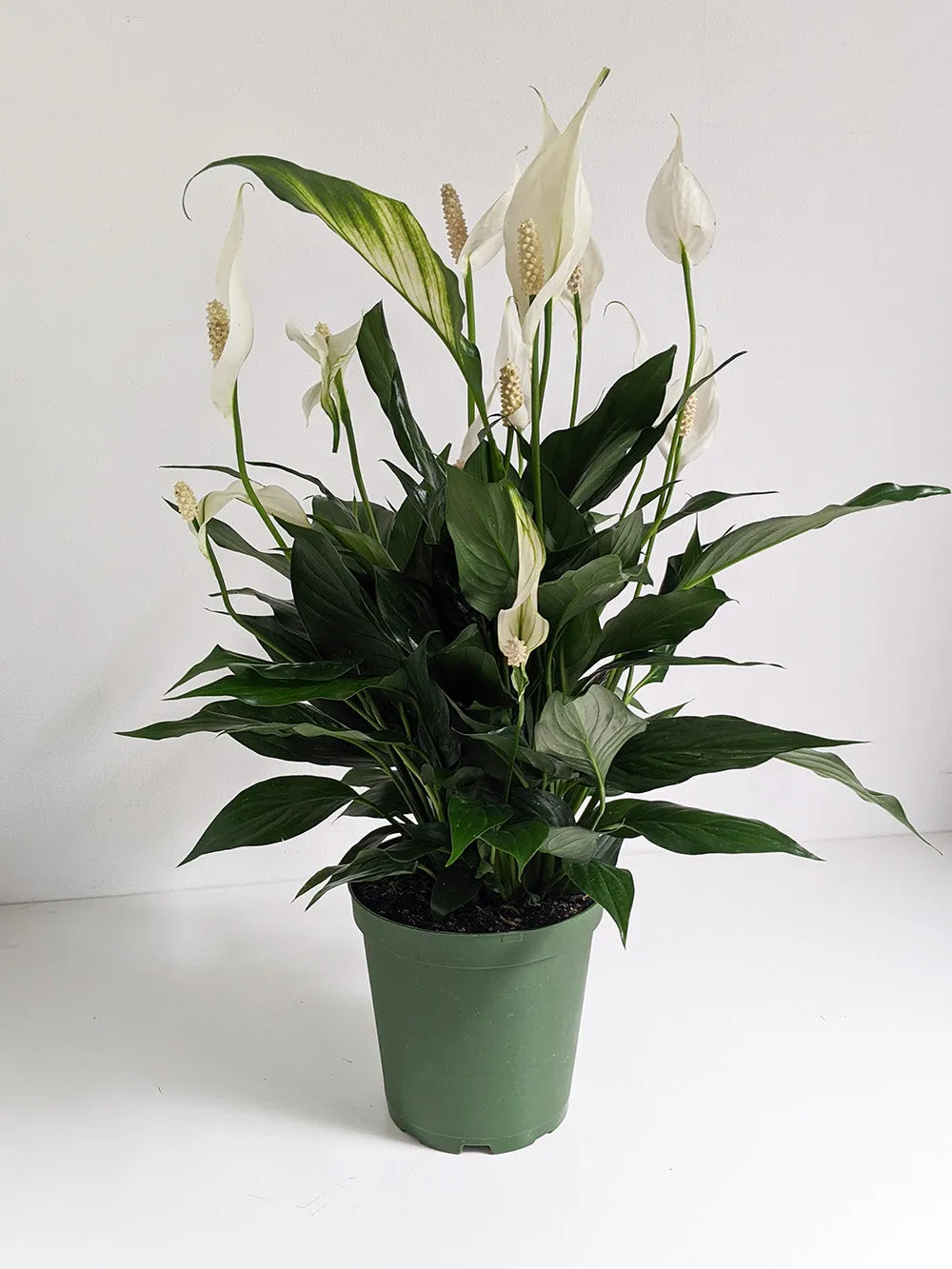 Peace Lily