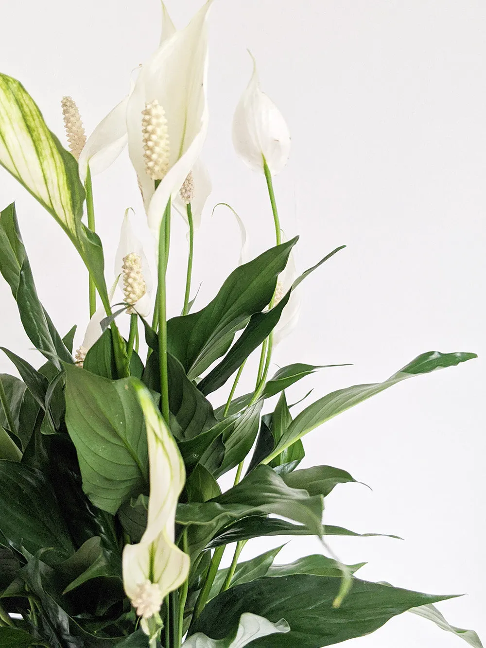 Peace Lily