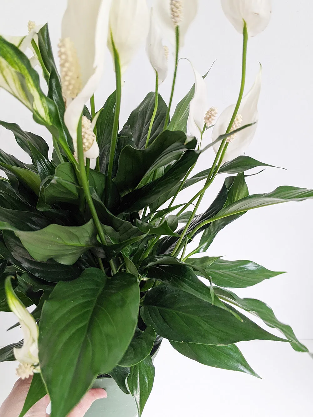 Peace Lily