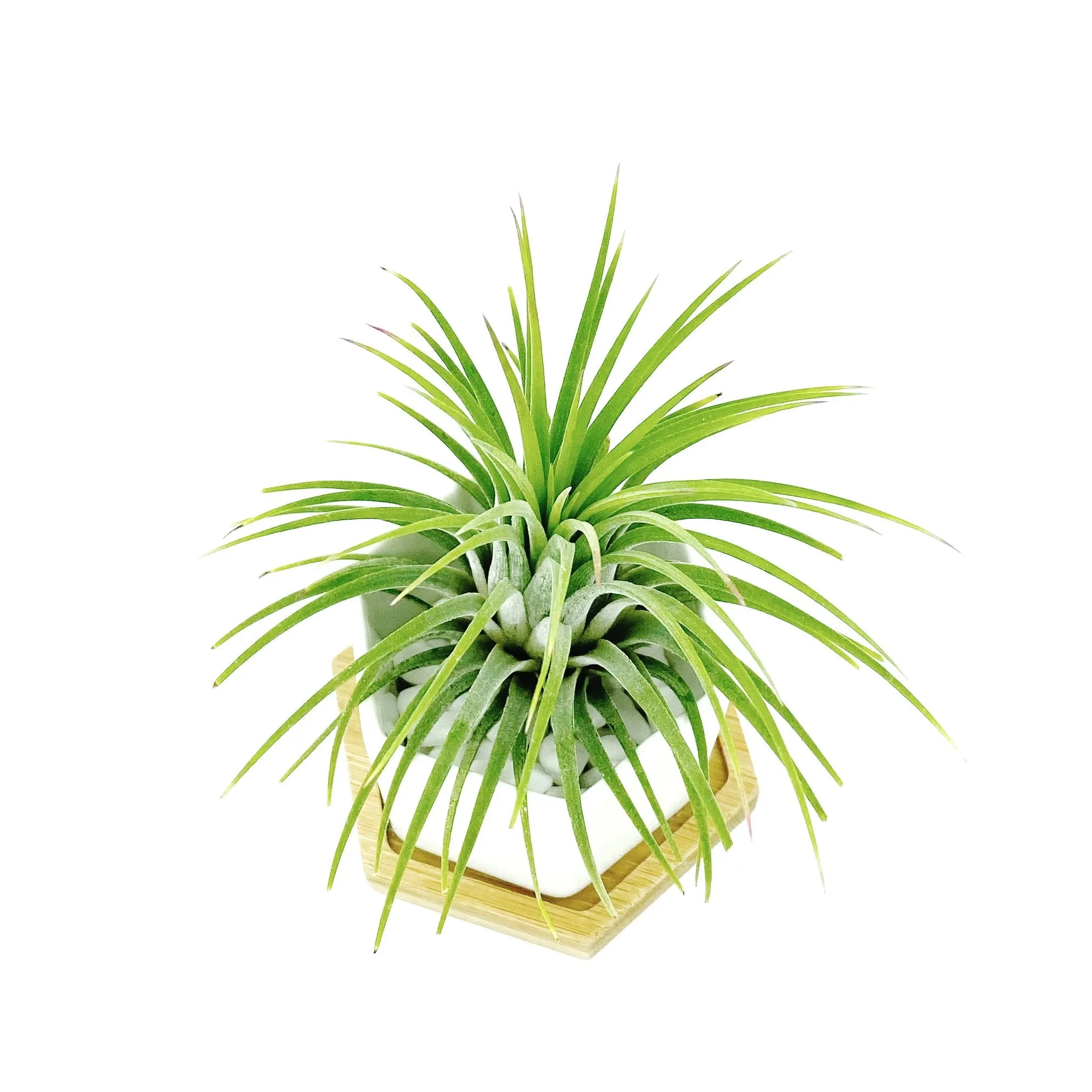 White Polygon Ceramic Air Plant Holder Only